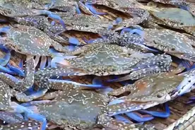 65块一斤花蟹买10斤蒸着吃，奢侈一把吃到饱。肉真多，好吃。视频封面