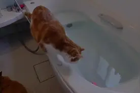 谁说猫不会游泳，不仅会，还喜欢洗澡视频封面