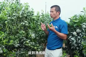 溃疡病防不好，柑橘都是疤！这样连续防2年，病害难再见！视频封面