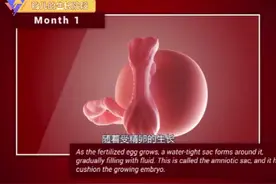 【3D动画演示】胎儿的生长阶段是什么样的？视频封面