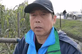 这里有甘蔗采摘，看了才知道，紫皮和绿皮口感价格糖含量都不一样视频封面