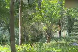 单亲妈妈去接儿子遇上男友，儿子立马改口，这孩子也太聪明了视频封面