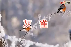 部编版三年级语文上册第26课《灰雀》课文实景朗诵视频封面