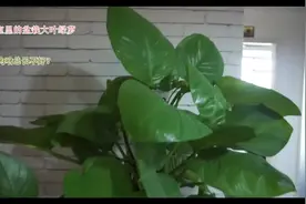 为啥办公室的大型绿萝总是烂根，终究是因为乱浇水视频封面