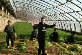 春节将至茴香为年夜饭的饺子做贡献卖个高价格茴香亩产多少呢？视频封面