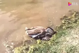 大鹅将脖子伸进水里，本以为是在吃食，实则却是个“谋杀”现场图片