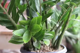 金钱树叶子干枯卷曲？轻松搞定2个原因，枝叶繁茂，常年翠绿视频封面