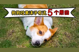 狗狗吐黄沫子，有这5个原因，主人们注意视频封面