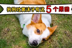 狗狗吐黄沫子，有这5个原因，主人们注意视频封面