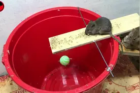 贪吃的老鼠成群结队去吃东西，吃着吃着瞬间被套路了！视频封面