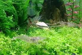 河虾放草缸里这样养，会有意想不到的效果