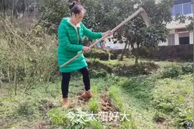 种一年管三年的辣椒树你见过吗，小妹趁着天气好，弄点粪水淋一下视频封面