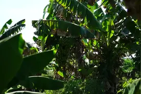 炸芋头丝，最近很火的一款网红小吃，做法和配方都在这里视频封面