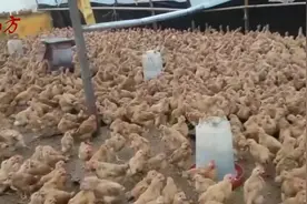 鸡腹泻—拉绿色稀便是怎么回事？今天小方教你通过鸡粪识别鸡病视频封面