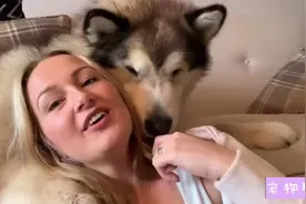 阿拉斯加雪橇犬和女主拥抱亲吻，像热恋中的情侣，温馨浪漫视频封面