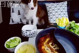 假重庆人的火锅瘾 拉上狗一起吃火锅