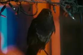 东兴乌鸦性格残暴，不择手段