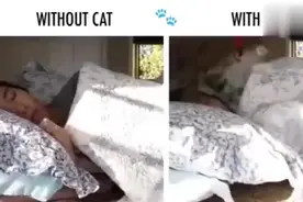 没养猫 VS 养了猫的生活对比，不能更形象