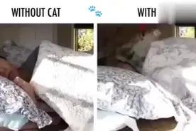 没养猫 VS 养了猫的生活对比，不能更形象