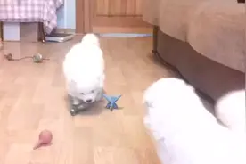 一个月大的萨摩耶超萌-小奶音很迷人