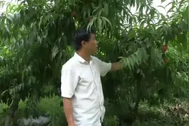 桃贱伤农，这里的桃为什么卖这么火？主要是这个品种受市场欢迎！视频封面