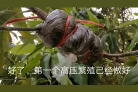 熟炼这种繁殖法，都不用买苗了，随便就繁殖了几棵白玉兰视频封面
