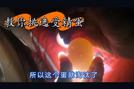 农村土办法，教你怎样辨别受精蛋，想孵化小鸡的一定要学学