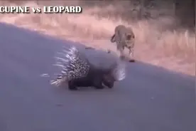 看看豪猪的刺是如何刺死花豹，蟒蛇的！