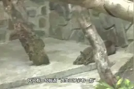 虎生三子必有一彪，彪这种动物原来真的存在，我国动物园就有三只