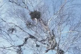 我们东北的白桦树上长着的冻青，原来有这么神奇的功效视频封面