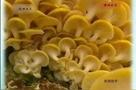 1.榆黄蘑栽培技术