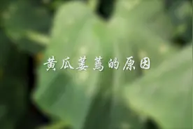 黄瓜萎蔫的原因有哪些？视频封面