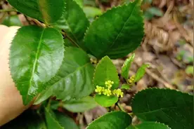 86岁爷爷经常上山采的山鸡茶，有这么多作用，难怪很多人收购视频封面