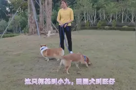 捡来的流浪土狗，乖巧可爱，但办不到狗证，该怎么办？视频封面