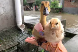 可爱的鸡鸭成了宠物，还有一只脾气暴躁的玄风鹦鹉，都很好玩