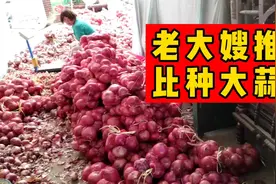 亩产万斤！河南周口农村大嫂种洋葱院子里都堆满了，比种大蒜强吗视频封面
