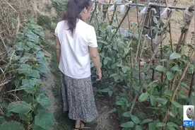 房子后面这一点地，种了多品种的蔬菜和西瓜，更能时刻看到成长视频封面