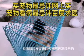 武汉小佩带大家看顾客如何在拼多多上购买猫咪被骗#激萌奖金计划