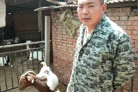 自己总结的几个母羊临产征兆，大家看下对不对，希望对大家有帮助