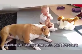 狗狗看小主人不理自己，狗狗都做了啥，真是太逗了视频封面