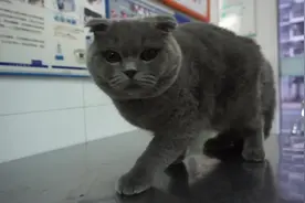 折耳蓝猫频繁发病被主人放弃治疗  医生收留重获新生视频封面