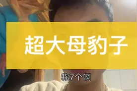 长白山鲜活东北林蛙母豹子哈什蚂 超大的7只1斤的十分罕见大林蛙视频封面