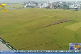 广西第三次国土调查耕地资源质量分类工作启动图片