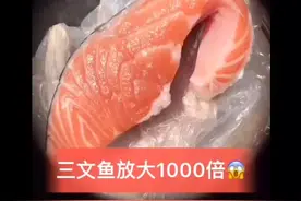 超火的视频，三文鱼放大1000倍！你敢看吗？敢吃吗？视频封面