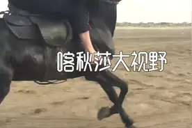 涨知识：一匹骏马能跑多快？汽车测出了它的速度