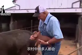 世界上最大的猪，体重超过1000斤，死后还被人们祭奠！视频封面