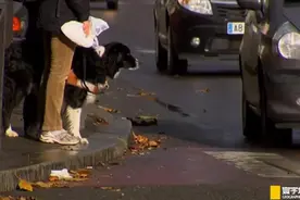 狗看世界与人类的方式不同，专家给出了浅显易懂的说法