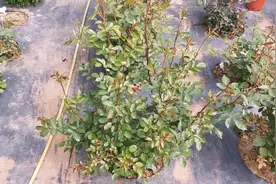 花园杂草太多清理非常费时间？铺层防草布，把精力放在养花种草上视频封面