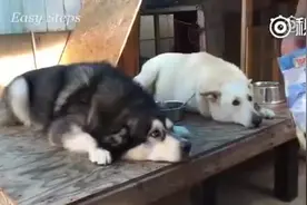 狗子：你这样玩我有意思吗