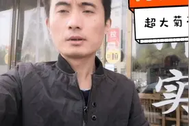 烽哥回老家，遇到父母在烘菊花，看看上等金丝皇菊是什么样子！视频封面